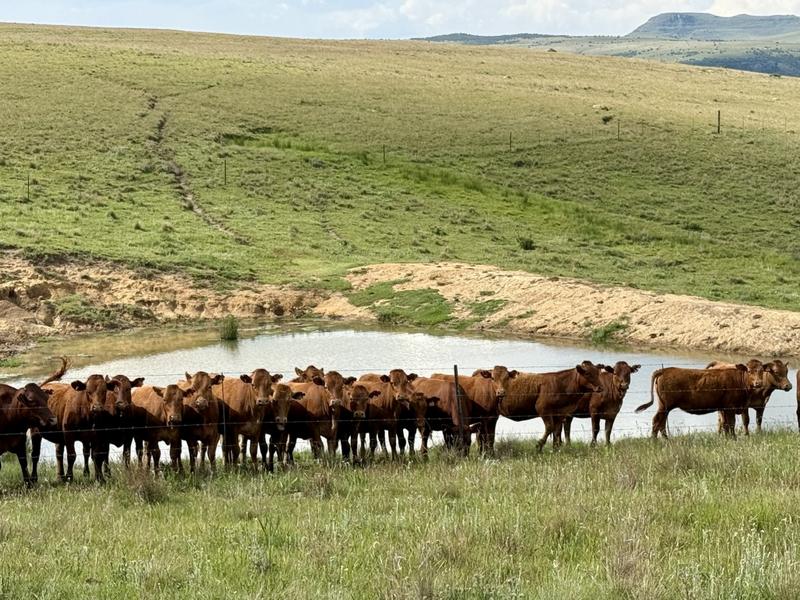 0 Bedroom Property for Sale in Harrismith Free State